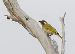 White-eared Honeyeater