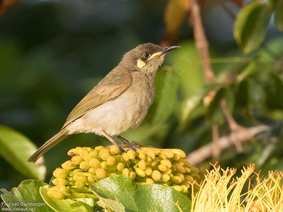 Yellow-spotted Honeyeateradult, identification