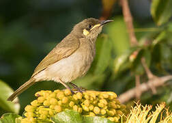 Yellow-spotted Honeyeater