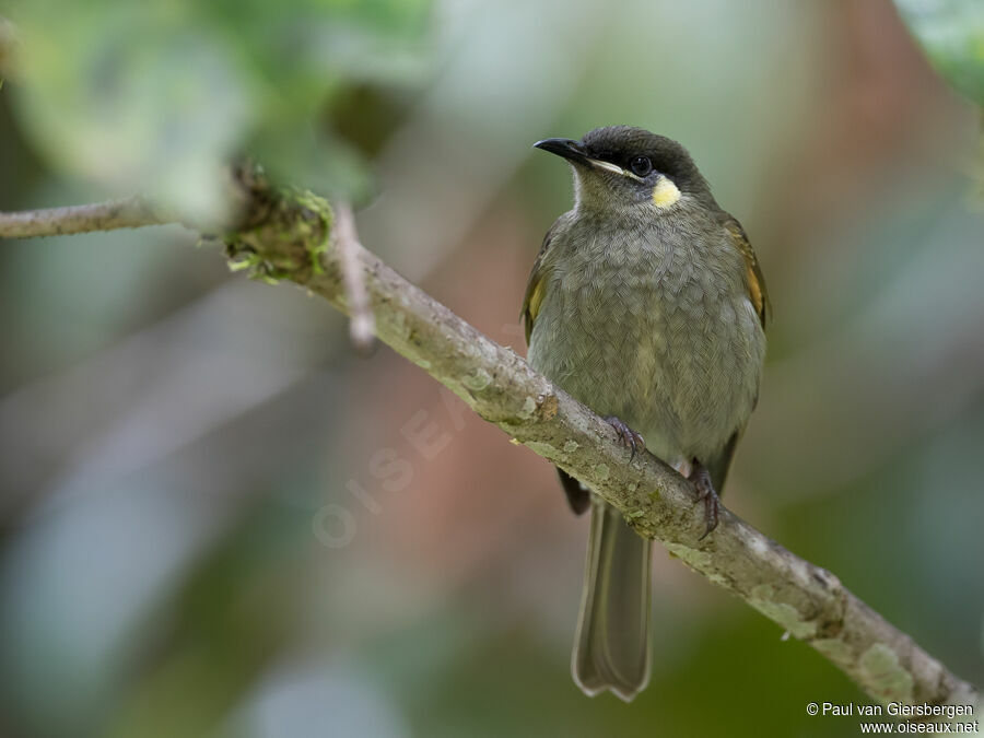 Yellow-spotted Honeyeateradult