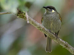 Yellow-spotted Honeyeater