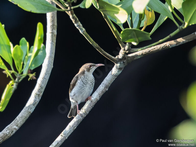 Brown-backed Honeyeater