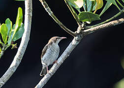 Brown-backed Honeyeater