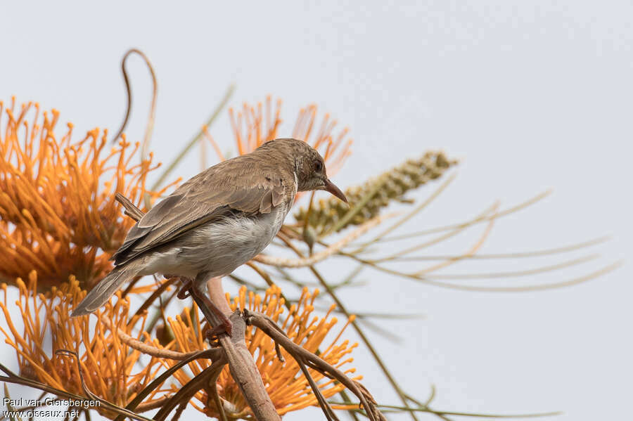 Brown-backed Honeyeateradult