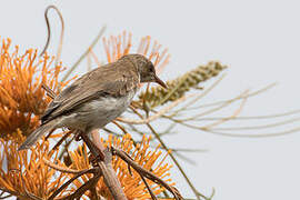 Brown-backed Honeyeater