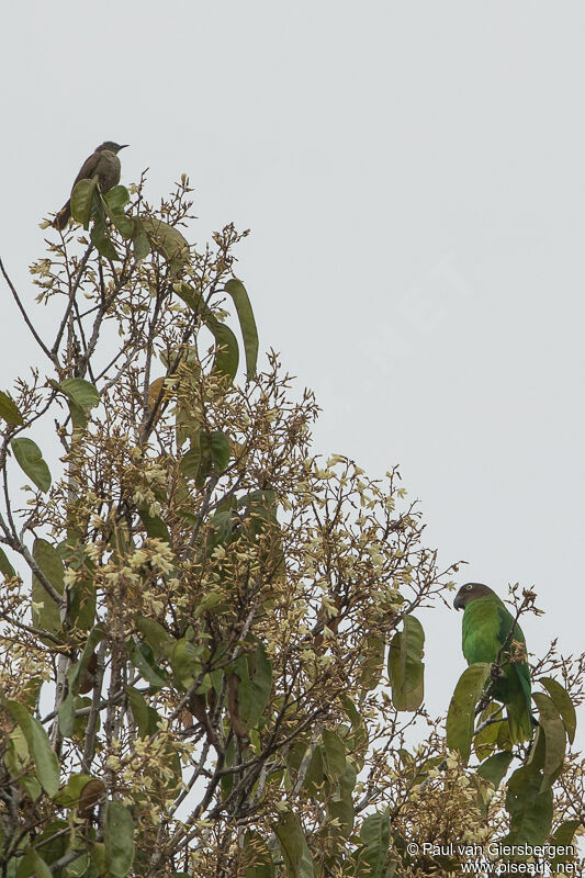 Plain Honeyeater