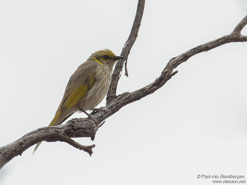 Yellow-plumed Honeyeater