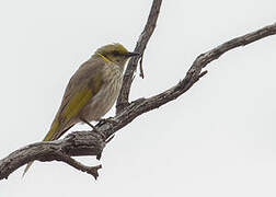 Yellow-plumed Honeyeater