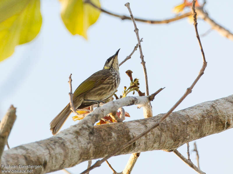 Streak-breasted Honeyeateradult