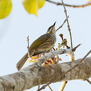 Streak-breasted Honeyeater