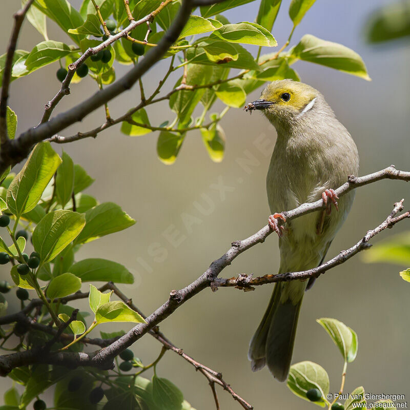 White-plumed Honeyeater