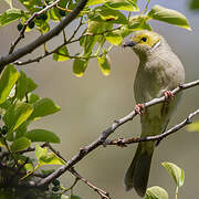 White-plumed Honeyeater