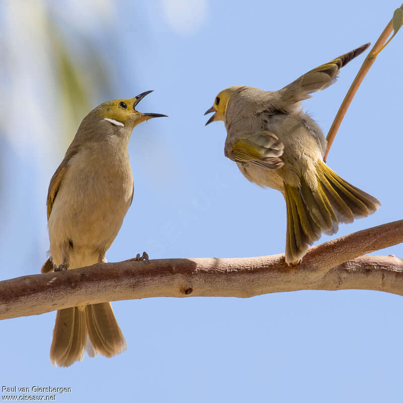 White-plumed Honeyeateradult, Behaviour