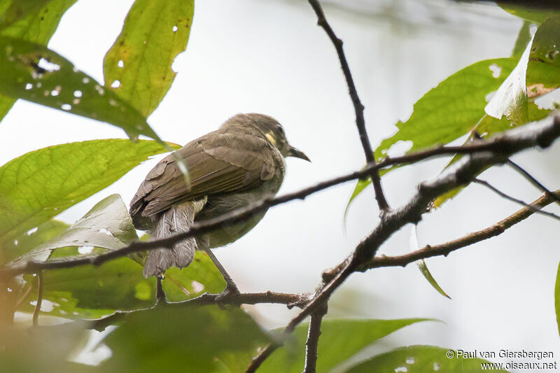 Mimic Honeyeater