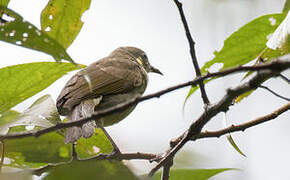 Mimic Honeyeater