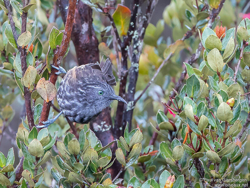 Grey-streaked Honeyeater