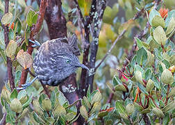 Grey-streaked Honeyeater