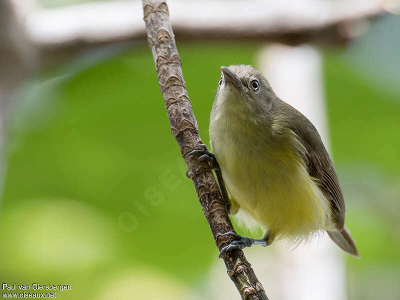 Green-backed Honeyeateradult