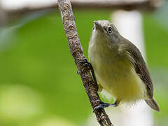 Green-backed Honeyeater