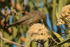 White-gaped Honeyeater