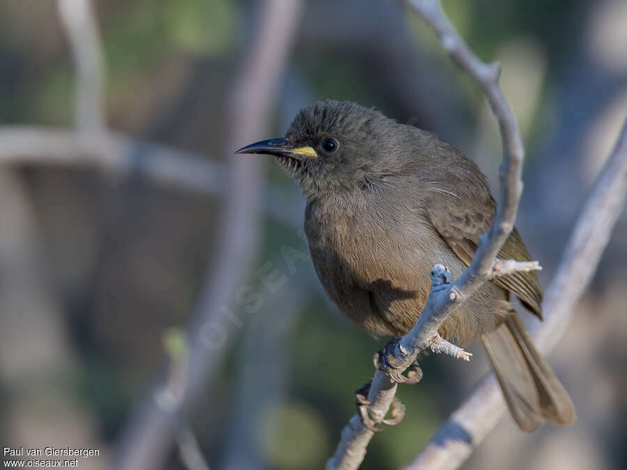 White-gaped Honeyeateradult, identification