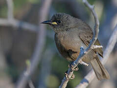 White-gaped Honeyeater