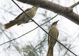 Varied Honeyeater