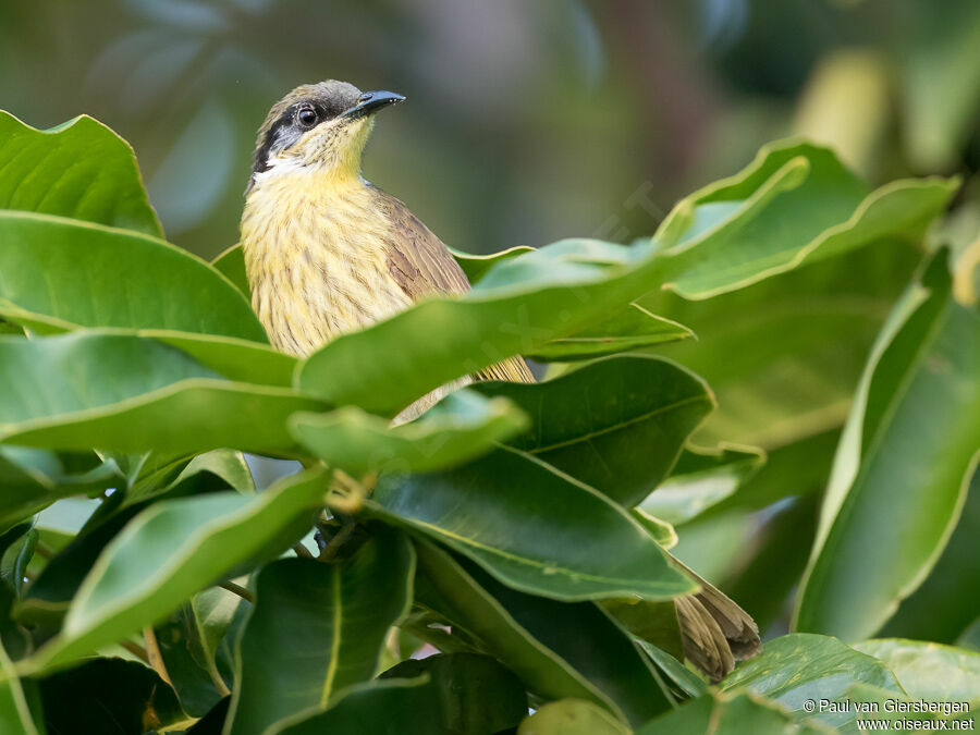 Varied Honeyeateradult