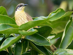 Varied Honeyeater