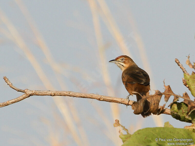 Moustached Grass Warbler