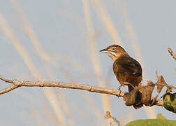 Moustached Grass Warbler