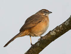 Moustached Grass Warbler