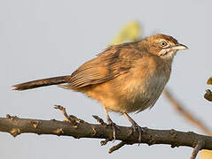 Moustached Grass Warbler