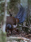 Albert's Lyrebird