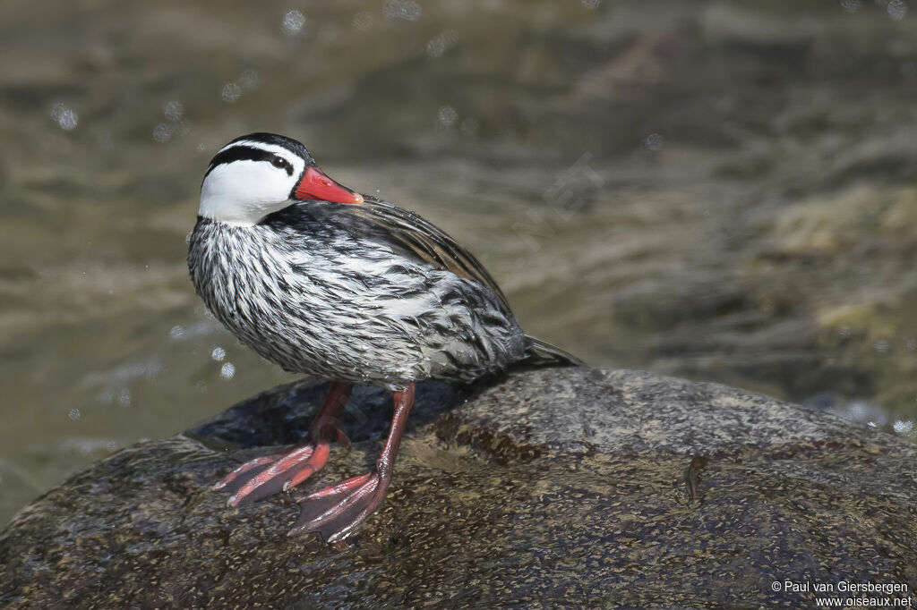 Torrent Duck male adult