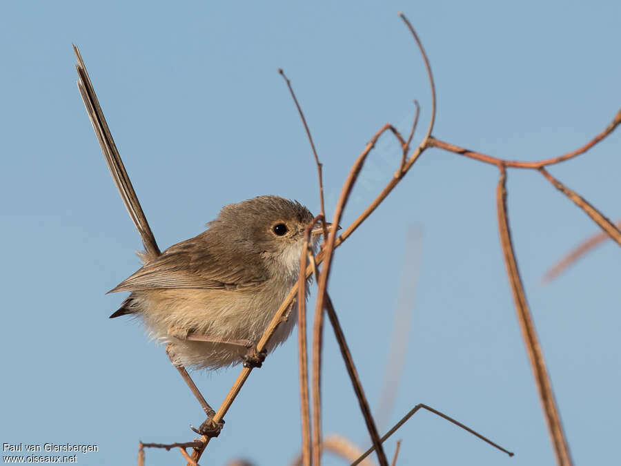 Red-backed Fairywren female adult