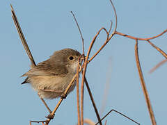 Red-backed Fairywren