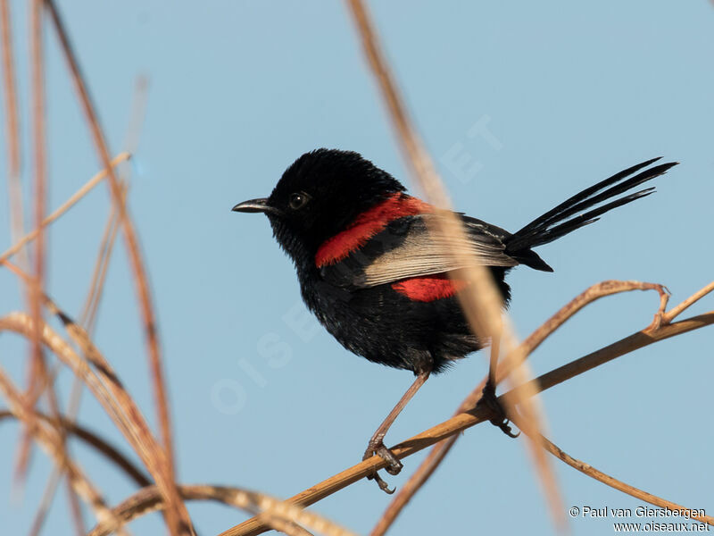 Red-backed Fairywren male adult