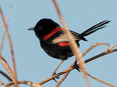 Red-backed Fairywren