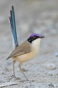 Purple-crowned Fairywren