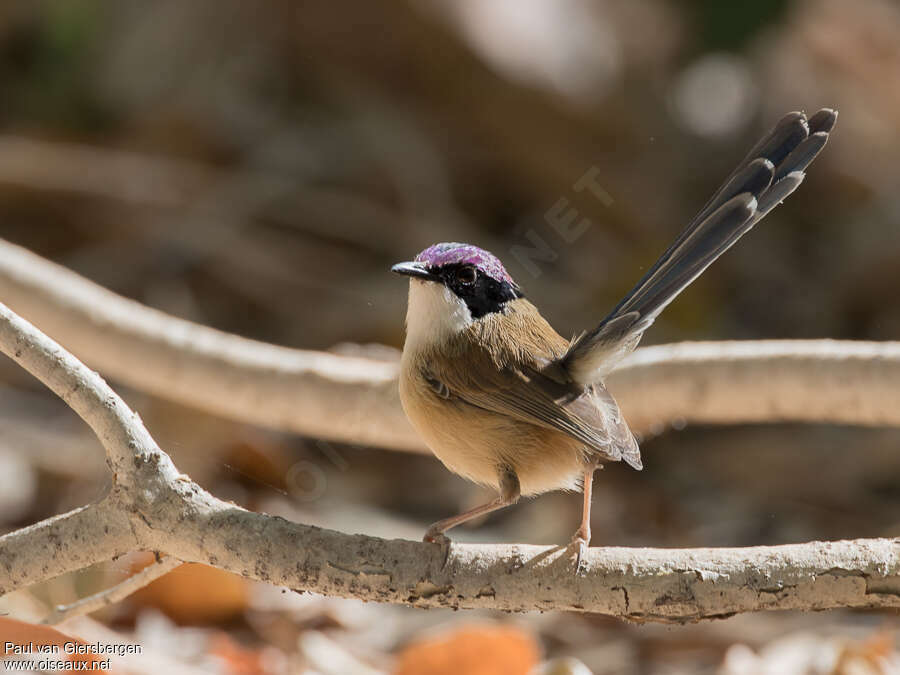 Purple-crowned Fairywren male adult