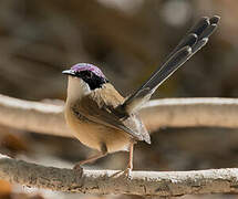 Purple-crowned Fairywren