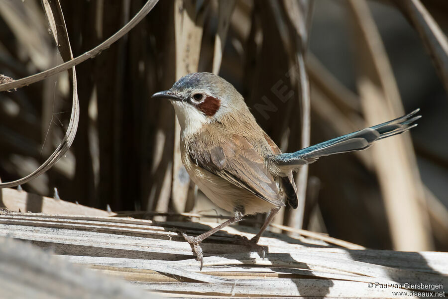 Purple-crowned Fairywren female adult