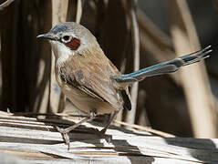 Purple-crowned Fairywren