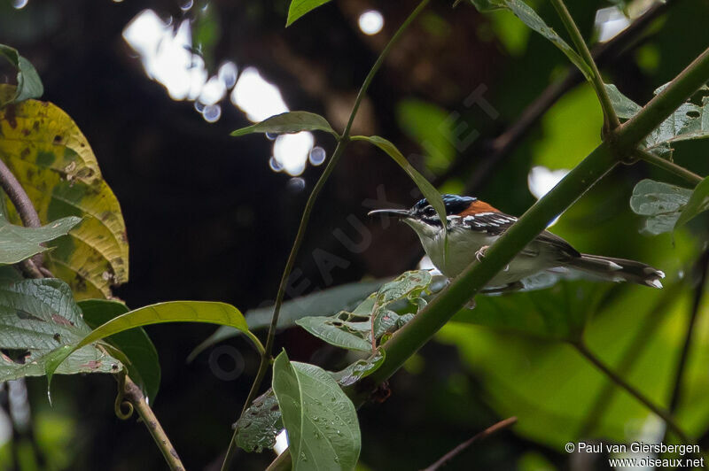 Wallace's Fairywren