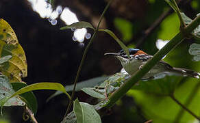 Wallace's Fairywren