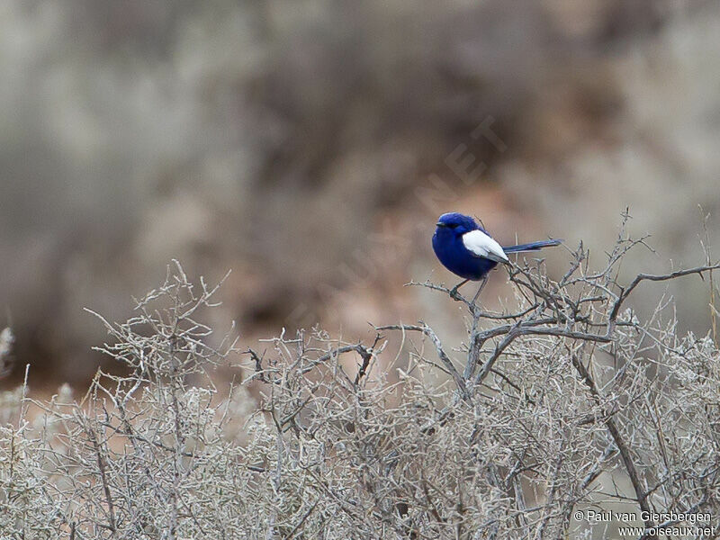 White-winged Fairywren