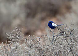 White-winged Fairywren