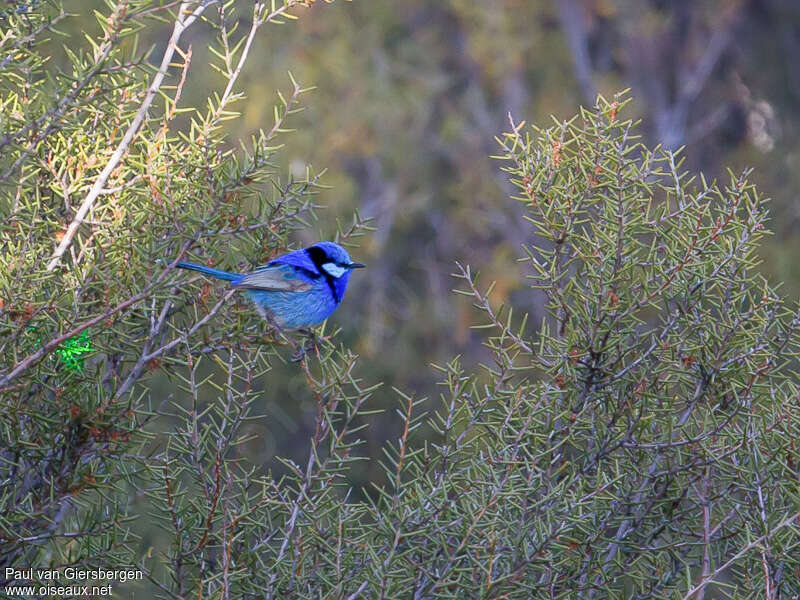 Splendid Fairywren male adult