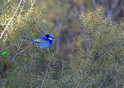 Splendid Fairywren